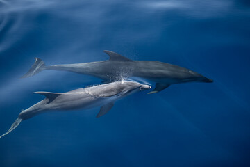 Two bottlenose dolphins swimming near the surface