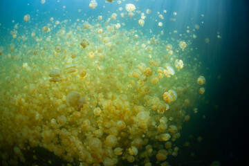 Obraz premium Endemic golden jellyfish, Mastigius sp., thrive in Palau's famous Jellyfish Lake, a saltwater lake hidden in a large limestone island. This jellyfish are physicallyand morphologically distinct.