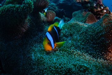 An Orange-fin anemonefish, Amphiprion chrysopterus, swims among the tentacles of its host anemone on a coral reef in Palau. This beautiful fish is one of four anemonefish species found in Palau.