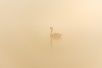 Swan silhouette swimming on pond in misty fog. Animal, nature  calm background