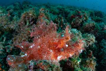A Lacey scorpionfish, Rhinopias aphanes, lies in wait for prey to swim close on a coral reef in Lembeh Strait, Indonesia. This is a rarely seen species of scorpionfish.