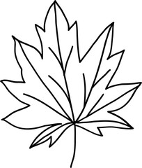 doodle freehand sketch drawing of maple leaf.