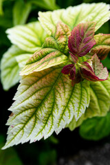 A bush with large textured leaves and a small red contrasting leaf. The juicy green color in the middle of the leaf gradually changes to light with a gradient.