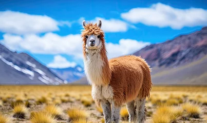 Papier Peint photo Lavable Lama Close-up llama stands tall in a vast Bolivian field.