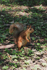 Naklejka na ściany i meble An adult fluffy red squirrel stands on the ground with fallen leaves, grass and sticks in a green park, side view. The animal is in a natural environment.