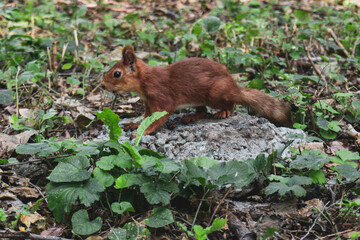 An adult fluffy red squirrel stands on a gray stone in a green park, side view. The animal is in a natural environment around many green trees.