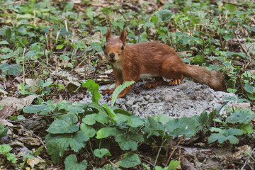 Naklejka na ściany i meble An adult fluffy red squirrel stands on a gray stone in a green park. The animal stands turned sideways in a natural environment around many green trees.
