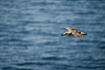 Fototapeta na wymiar seagulls seagulls flying behind the ferry.