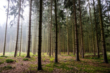 Ein Blick in den Wald bei leichtem Nebel