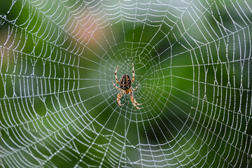 Spinne im Spinnennetz voller Tropfen