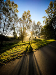 Bäume im Gegenlicht