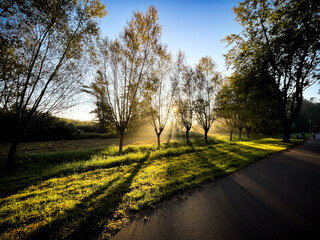 Bäume im Gegenlicht