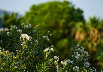 vegetation coming back to life after the cold winter season. detail.