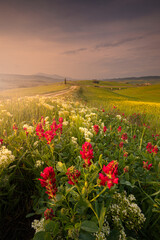 Spring landscape with pathway in the hills of Val d'Orcia