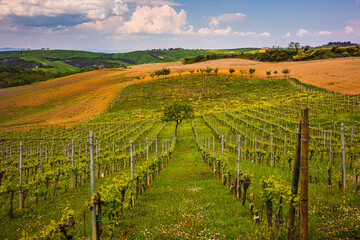 Fototapeta premium Vineyard on the Tuscany hills during spring season in Val d'Orcia