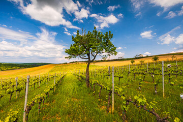 Obraz premium Vineyard on the Tuscany hills during spring season in Val d'Orcia