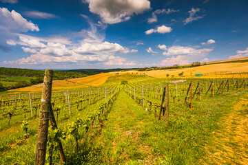Obraz premium Vineyard on the Tuscany hills during spring season in Val d'Orcia