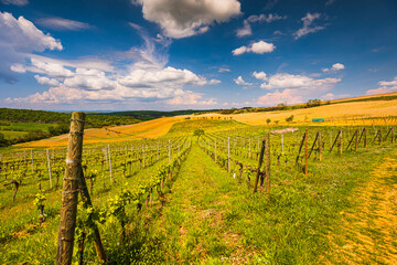 Vineyard on the Tuscany hills during spring season in Val d'Orcia
