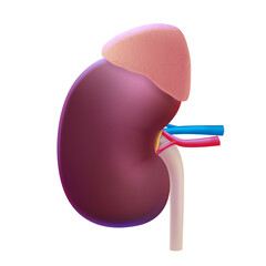 3D illustrations of human kidney and adrenal glands used in medicine, science, education, industry and commerce.