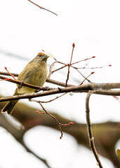 Female Blackcap (Sylvia atricapilla) at Botanic Gardens, Dublin, Ireland