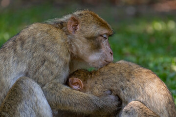 Barbary macaques are together in a park on Lake Constance