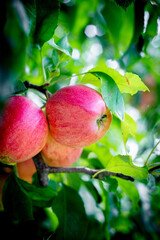 Closeup of growing apples on the tree. Red apples on a branch