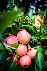 Closeup of growing apples on the tree. Red apples on a branch