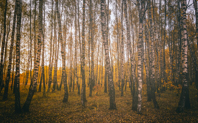 Yellow leaf fall in the birch grove in golden autumn on sunset. Landscape. Vintage film aesthetic.