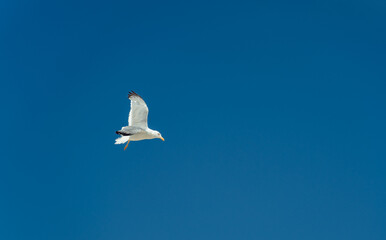 Möwe fliegt vor blauem Himmel