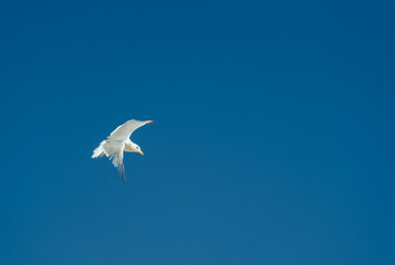 Möwe fliegt vor blauem Himmel