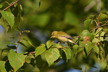 Dull drab Tennessee warbler bird sits perched on a branch in the forest