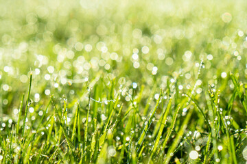 Wet spring green grass background with dew lawn natural. Beautiful water drop sparkle in sun on leaf in sunlight. Drops of dew on a green grass. Green grass on meadow
