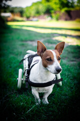 Disabled dog on a wheelchair. Jack Russell terrier on a wheelchair