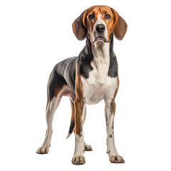 Beagle dog isolated on white backround