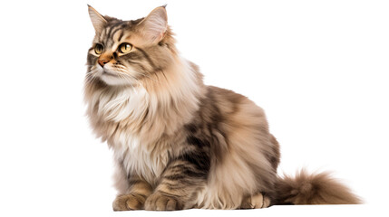 Show champion Maine Coon lying isolated on white background