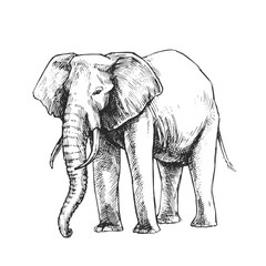 Vector vintage hand-drawn illustration of African bush elephant in engraving style. Black and white sketch of wild animal isolated on white. - 646859939