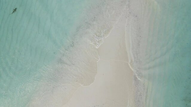 Beautiful maldives tropical island with shark - View of the waves from above. 4K Video.