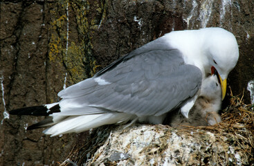 Mouette tridactyle,.Rissa tridactyla, Black legged Kittiwake, jeune, nourrissage; , nid