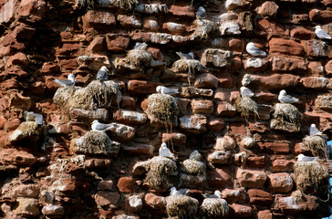 Mouette tridactyle,.Rissa tridactyla, Black legged Kittiwake, jeune, nourrissage; , nid