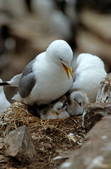 Mouette tridactyle,.Rissa tridactyla, Black legged Kittiwake, jeune, nourrissage; , nid
