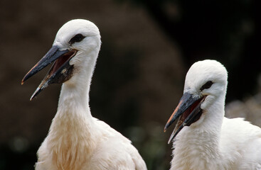 Cigogne blanche, jeune , nid, .Ciconia ciconia,  White Stork,