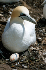 Fou de Bassan, nid , colonie, oeuf, Morus bassanus, Northern Gannet © JAG IMAGES
