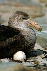 P&eacute;trel g&eacute;ant, Macronectes giganteus, Southern Giant Petrel, nid, oeuf, Iles Falkland, Malouines