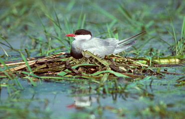 Guifette moustac, nid,.Chlidonias hybrida, Whiskered Tern