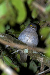 Faucon à ventre rayé,.Falco zoniventris, Banded Kestrel,  Madagascar