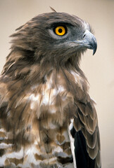 Circaète Jean le Blanc,.Circaetus gallicus, Short toed Snake Eagle