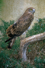 Circaète Jean le Blanc,.Circaetus gallicus, Short toed Snake Eagle
