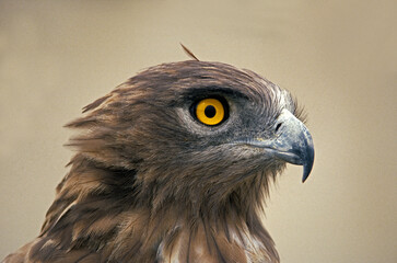 Circaète Jean le Blanc,.Circaetus gallicus, Short toed Snake Eagle