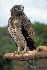 Circaète Jean le Blanc,.Circaetus gallicus, Short toed Snake Eagle