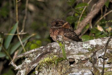 Engoulevent à nuque rousse,.Gactornis enarratus, Collared Nightjar, Madagascar